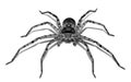 A front view of spider. Royalty Free Stock Photo