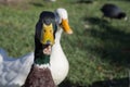 Front view headshot of a funny mallard Royalty Free Stock Photo