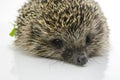Front view of hedgehog Royalty Free Stock Photo