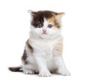 Front view of a Highland straight kitten sitting, isolated Royalty Free Stock Photo