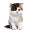 Front view of a Highland straight kitten sitting, isolated Royalty Free Stock Photo