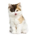 Front view of an Higland straight kitten sitting and licking Royalty Free Stock Photo