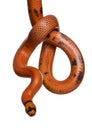 Front view of Honduran milk snake, hanging