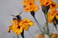 Front view of a honey bee collecting honey from marigold flowers garden Royalty Free Stock Photo