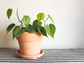 Table with black and white stripe cloth and white background. green Philodendron Hederaceum plant in pot Royalty Free Stock Photo