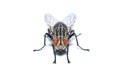 Front view of Housefly isolated on white background Royalty Free Stock Photo