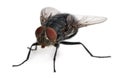 Front view of Housefly, Musca domestica Royalty Free Stock Photo