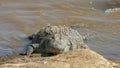 A huge crocodile on the banks of the mara river, kenya