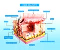 Front view of Human skin cutway diagram