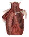 Front view of human thorax Antique Medical Scientific Illustrat