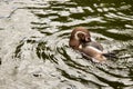 Front view of a Humboldt penguin from the genus Jackass penguins, swimming in the water Royalty Free Stock Photo