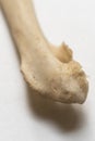 Front view of Humerus. This is a part of bird skeletal system. Bird anatomy. Bird skeletal system