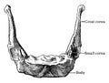 Front View of Hyoid Bone, vintage illustration