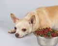 brown Chihuahua dog lying down by the bowl of dog food and ignoring it.