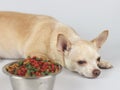 Brown Chihuahua dog lying down by the bowl of dog food and ignoring it. Sad or sick chihuahua dog get bored of food. pet`s health