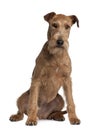 Front view of Irish Terrier, sitting Royalty Free Stock Photo