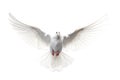 Front view of isolated white dove hooting in action Royalty Free Stock Photo