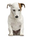 Front view of a Jack Russell Terrier sitting, looking down Royalty Free Stock Photo