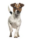 Front view of a Jack Russell Terrier standing Royalty Free Stock Photo