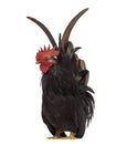 Front view of a Japanese bantam, Chabo isoleted on white