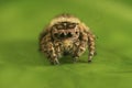 Front View Jumping Spider Center Royalty Free Stock Photo