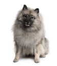 Front view of Keeshond, sitting