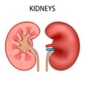 Front view of Kidney human renal realistic isolated on white background. 3d vector illustration Royalty Free Stock Photo