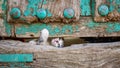 Small kitty trying to escape through old wooden door hole Royalty Free Stock Photo