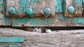 Small kitty head leg through old wooden door hole Royalty Free Stock Photo