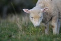 Front view of lamb grazing Royalty Free Stock Photo