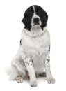 Front view Landseer dog, sitting Royalty Free Stock Photo