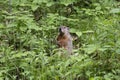 Large adult groundhog standing with grass in mouth