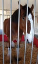 Close up of large muscular Clydesdale horse standing behind the bars of a stable Royalty Free Stock Photo