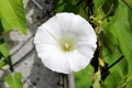 Front view of large Field bindweed or Convolvulus arvensis perennial plant open blooming white flower surrounded with green leaves Royalty Free Stock Photo