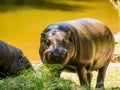 Front view of a large hippo feeding on green plants Royalty Free Stock Photo