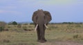 front view of large male african elephant walking in the wild savannah of the masai mara, kenya Royalty Free Stock Photo