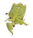 Front view of leaf insect, walking Royalty Free Stock Photo