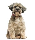 Front view of a Lhasa apso sitting, looking at the camera Royalty Free Stock Photo