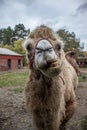 Front view of a light furred camel