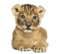 Front view of a Lion cub lying down, 4 weeks old Royalty Free Stock Photo