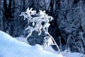 Front view of a lone small Bush in the deep snowdrifts in the twilight