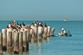 Kayak fisherman and brown pelicans and double-crested cormorants Royalty Free Stock Photo