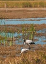 Wood stork wading at Cypress national preserve