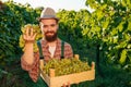 Front view looking at camera young smile male farmer vineyard hold bunch grape box harvest in hand. Royalty Free Stock Photo