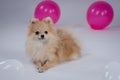 Front view of a lying Pomeranian pygmy spitz next to white and pink balloons. The pet poses for a photo in the studio on