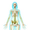 Front view of Lymphatic system Royalty Free Stock Photo