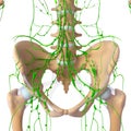 Front view of lymphatic system of skeleton Royalty Free Stock Photo