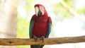 Front view of macaw on a branch in Ecuadorian amazon. Common names: Guacamayo or Papagayo