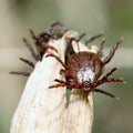 Front view macro of a female mite among a group of the others ticks on a blade of a dry grass