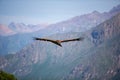 Front view of majestic condor flying over the colca canyon in chivay peru